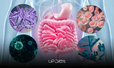 Normal Microbiota of the Human Body: How Gut Microbes Keep You Healthy